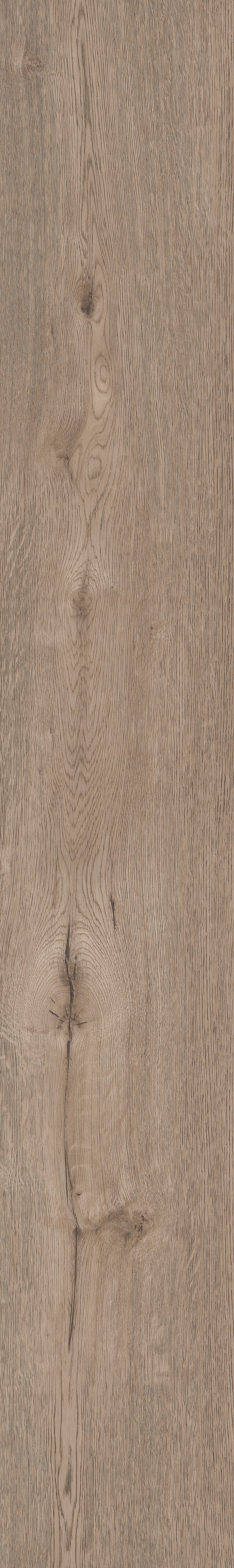 Maximus | Castle Oak - Deer